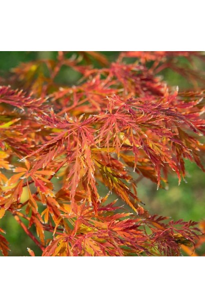 Клен ложнозибольдів Айс Драгон